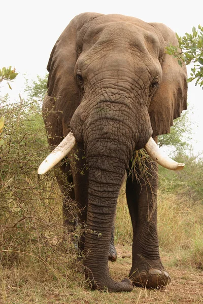 Afrikanischer Elefant African Elephant Loxodonta Africana — Stok fotoğraf