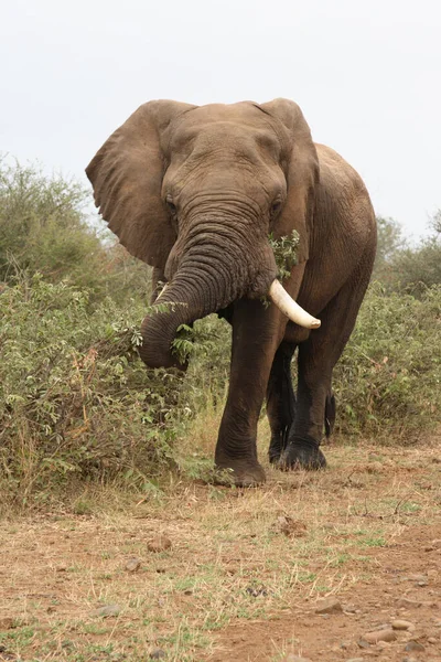 Afrikanischer Elefant African Elephant Loxodonta Africana — Stock Photo, Image