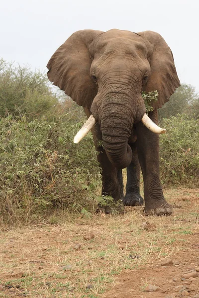 Afrikanischer Elefant African Elephant Loxodonta Africana — Stock Photo, Image