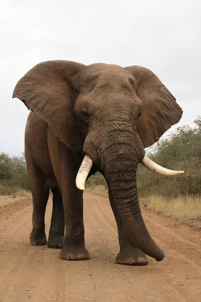 Afrikanischer Elefant African Elephant Loxodonta Africana — Stockfoto