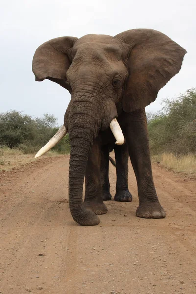 Afrikanischer Elefant African Elephant Loxodonta Africana — стокове фото