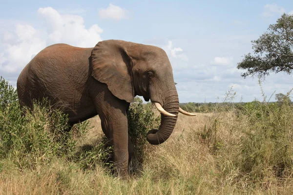 Afrikanischer Elefant African Elephant Loxodonta Africana — Stockfoto