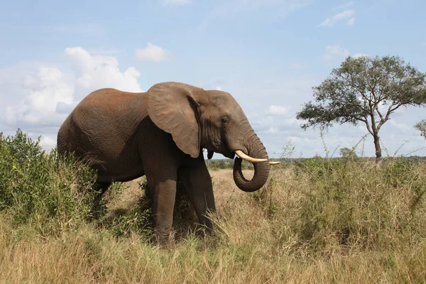 Африканский Слон Африканский Слон Loxodonta Africana — стоковое фото