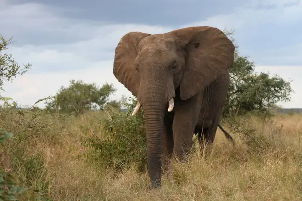 Африканский Слон Африканский Слон Loxodonta Africana — стоковое фото