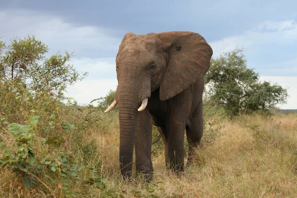 Afrikanischer Elefant Αφρικανικός Ελέφαντας Loxodonta Africana — Φωτογραφία Αρχείου