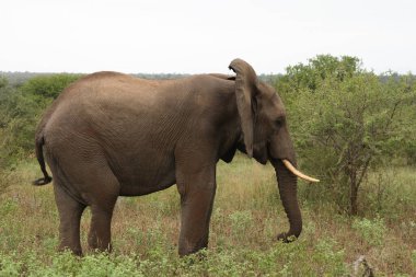 Afrikanischer Elefant / African elephant / Loxodonta africana