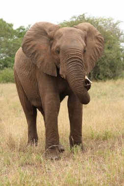 Afrikanischer Elefant / African elephant / Loxodonta africana