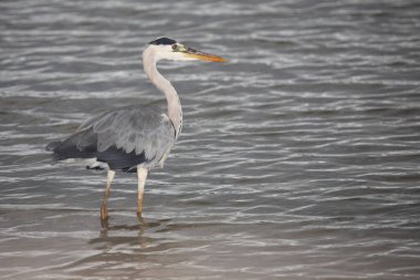 Afrikanischer Graureiher / Grey Heron / Ardea cinerea