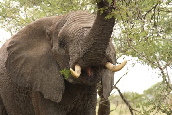 Afrikanischer Elefant African Elephant Loxodonta Africana — Stock Photo, Image