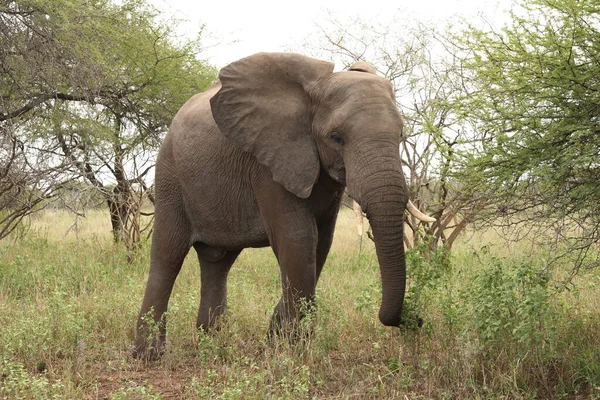 Afrikanischer Elefant African Elephant Loxodonta Africana — стокове фото