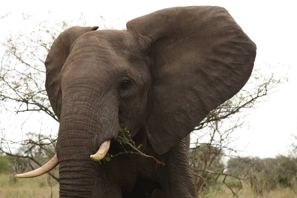 Afrikanischer Elefant African Elephant Loxodonta Africana — Stok fotoğraf