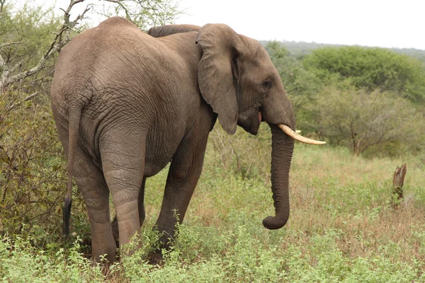 Afrikanischer Elefant African Elephant Loxodonta Africana — Stockfoto