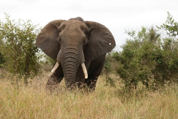 Африканский Слон Африканский Слон Loxodonta Africana — стоковое фото