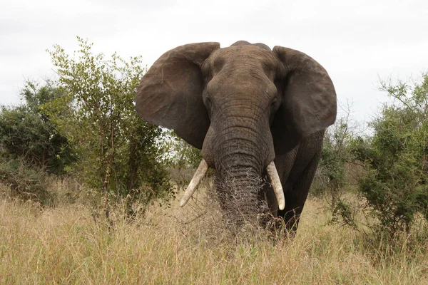 Afrikanischer Elefant African Elephant Loxodonta Africana — 스톡 사진