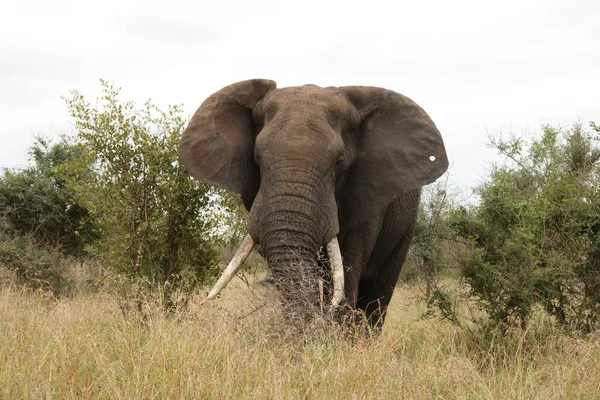 Afrikanischer Elefant Αφρικανικός Ελέφαντας Loxodonta Africana — Φωτογραφία Αρχείου