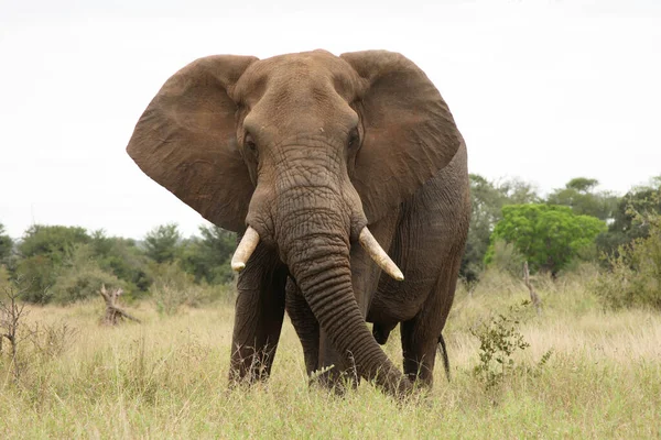 Afrikanischer Elefant Αφρικανικός Ελέφαντας Loxodonta Africana — Φωτογραφία Αρχείου