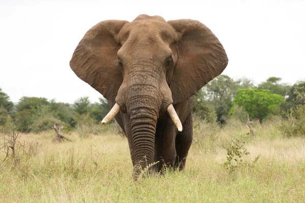 Afrikanischer Elefant Αφρικανικός Ελέφαντας Loxodonta Africana — Φωτογραφία Αρχείου