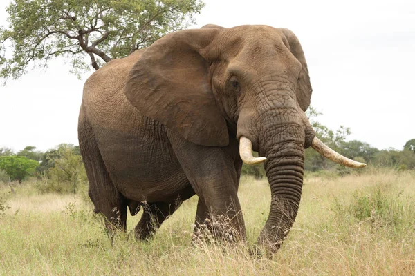 Afrikanischer Elefant Αφρικανικός Ελέφαντας Loxodonta Africana — Φωτογραφία Αρχείου