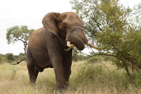 Африканский Слон Африканский Слон Loxodonta Africana — стоковое фото