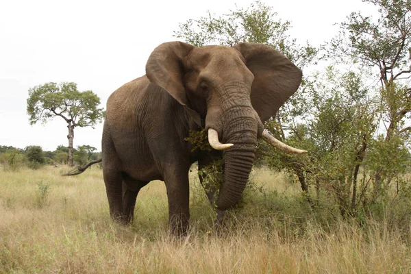 Afrikanischer Elefant African Elephant Loxodonta Africana — Stockfoto