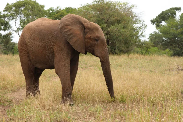 Afrikanischer Elefant African Elephant Loxodonta Africana — 스톡 사진