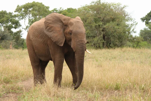 Afrikanischer Elefant African Elephant Loxodonta Africana — Fotografia de Stock