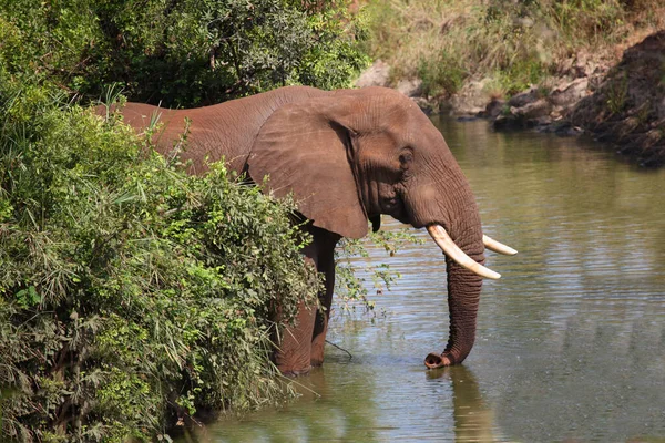 Rzeka Afrikanischer Elefant Nhlowa Słoń Afrykański Rzece Nhlowa Loxodonta Africana — Zdjęcie stockowe