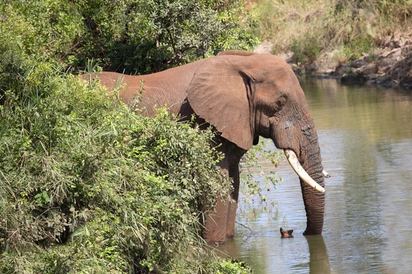 Afrikanischer Elefant Nhlowa Folyó Afrikai Elefánt Nhlowa Folyóban Loxodonta Africana — Stock Fotó