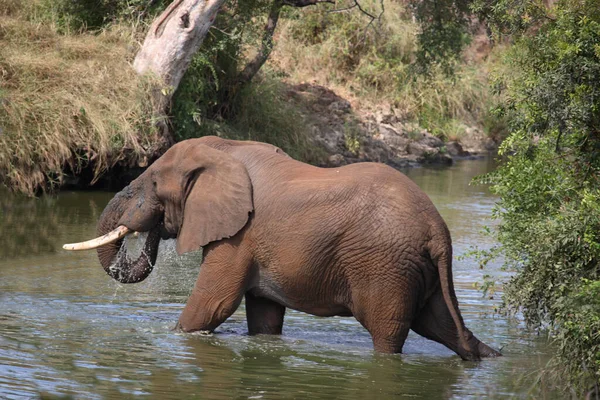 Afrikanischer Elefant Nhlowa Nehri Afrika Fili Nhlowa Nehri Loxodonta Africana — Stok fotoğraf