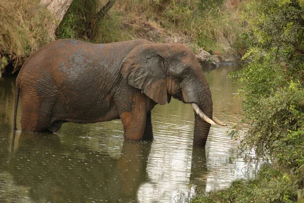 Rzeka Afrikanischer Elefant Nhlowa Słoń Afrykański Rzece Nhlowa Loxodonta Africana — Zdjęcie stockowe