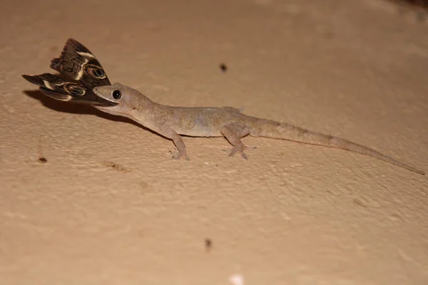 Afrikanischer Hausgecko Tropical House Gecko Afro American House Gecko Hemidactylus — Foto Stock