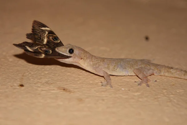 Afrikanischer Hausgecko Tropical House Gecko Afro American House Gecko Hemidactylus — стоковое фото