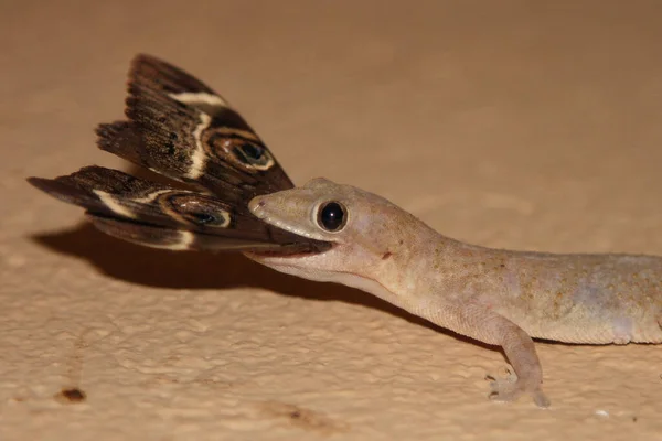 Afrikanischer Hausgecko Tropical House Gecko Afro American House Gecko Hemidactylus — Stockfoto