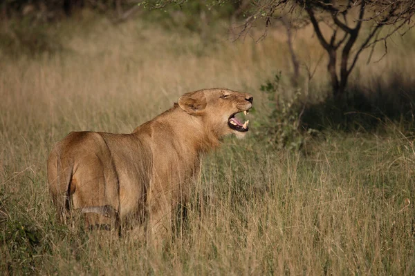 Afrikanischer Loewe African Lion Panthera Leo — 图库照片