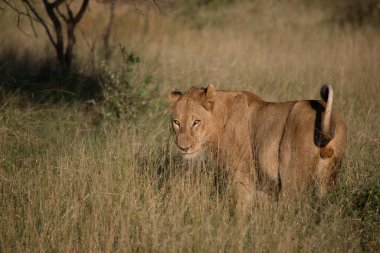Afrikanischer Loewe / Afrikalı Aslan / Panthera Leo