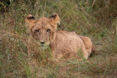 Afrikanischer Loewe / Afrikalı Aslan / Panthera Leo