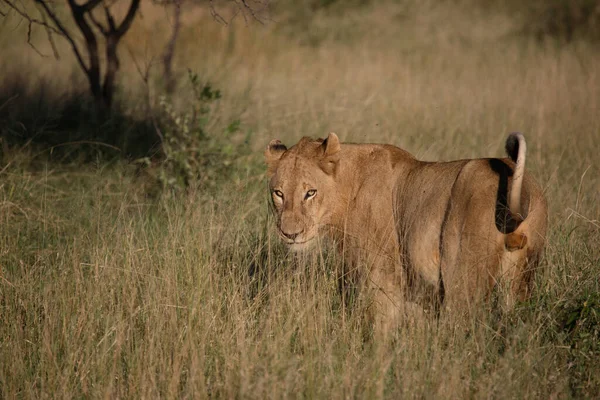 Afrikanischer Loewe African Lion Panthera Leo — 스톡 사진