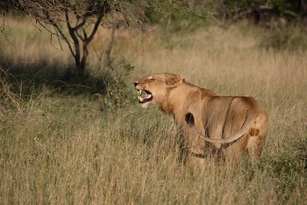 Afrikanischer Loewe Afrikaanse Leeuw Panthera Leo — Stockfoto