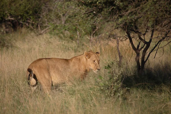 Afrikanischer Loewe African Lion Panthera Leo — 图库照片