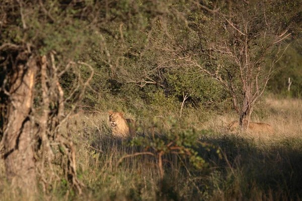 Afrikanischer Loewe African Lion Panthera Leo — Stockfoto