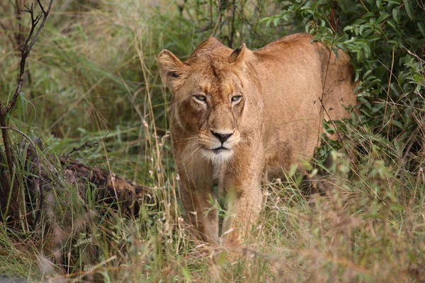 Afrikanischer Loewe Lion Africain Panthera Leo — Photo