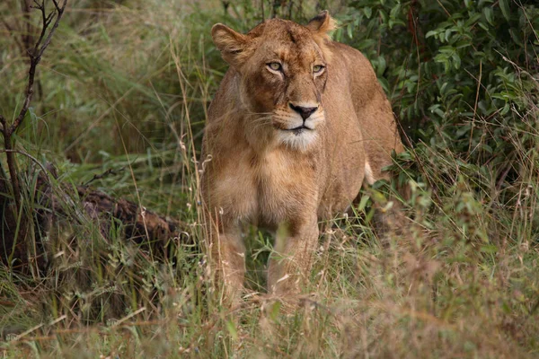 Afrikanischer Loewe African Lion Panthera Leo — Φωτογραφία Αρχείου