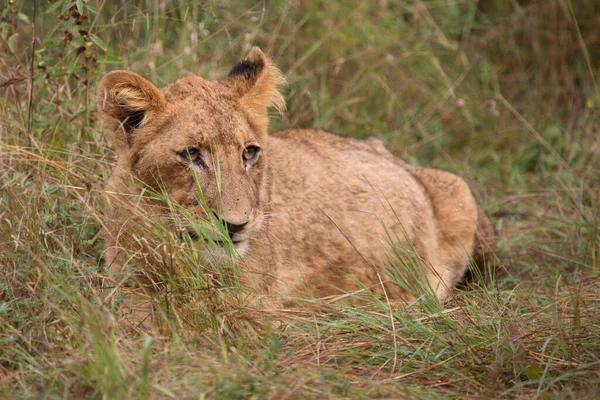 Afrikanischer Loewe African Lion Panthera Leo — 스톡 사진