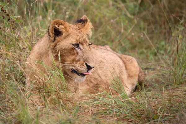 Afrikanischer Loewe León Africano Panthera Leo —  Fotos de Stock