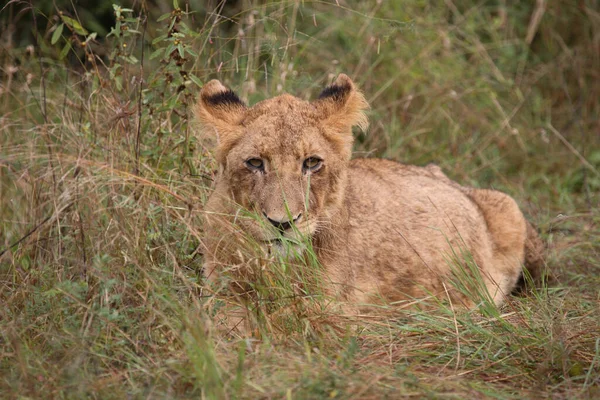 Afrikanischer Loewe African Lion Panthera Leo — 스톡 사진