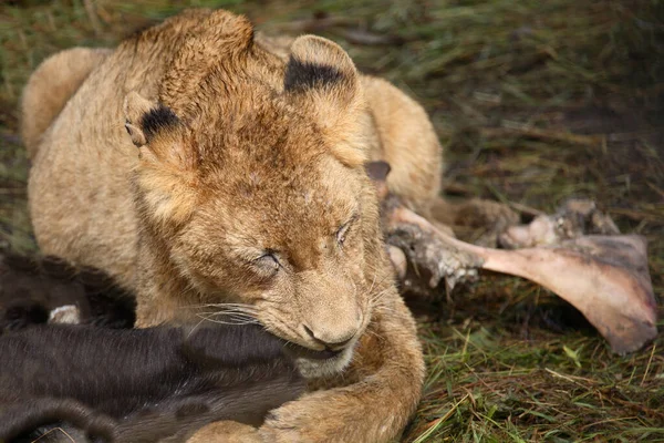 Afrikanischer Loewe Afrikanska Lejonet Panthera Leo — Stockfoto
