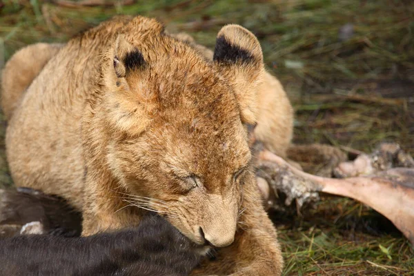 Afrikanischer Loewe African Lion Panthera Leo — Stockfoto