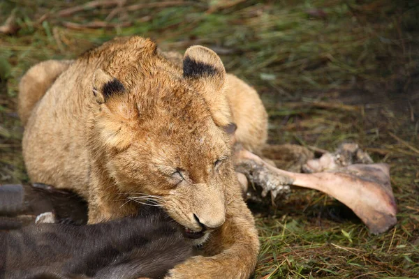 Afrikanischer Loewe African Lion Panthera Leo — Stockfoto