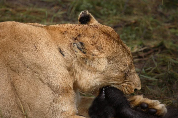 Afrikanischer Loewe Afrikanska Lejonet Panthera Leo — Stockfoto