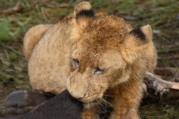 Afrikanischer Loewe León Africano Panthera Leo —  Fotos de Stock